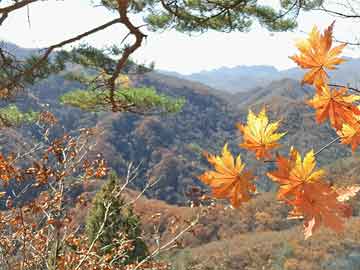 今日國(guó)際油價(jià)動(dòng)態(tài)，巷弄深處的石油秘密探索