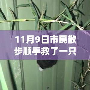 散步奇遇，救助‘鳥界二哈’的自我成長啟示