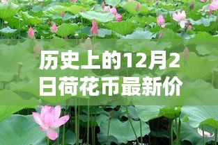 小紅書帶你穿越金融時光，歷史上的荷花幣最新價格表（12月2日版）