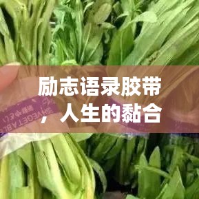 勵(lì)志語錄膠帶，人生的黏合劑，引領(lǐng)你走向成功之路