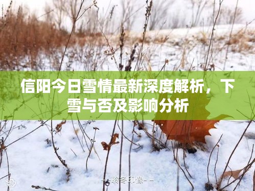 信陽今日雪情最新深度解析，下雪與否及影響分析