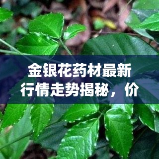 金銀花藥材最新行情走勢揭秘，價格動態(tài)與市場趨勢分析