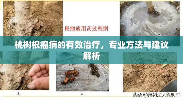 桃樹根瘤病的有效治療，專業(yè)方法與建議解析