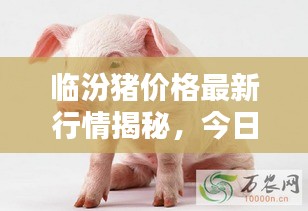 臨汾豬價(jià)格最新行情揭秘，今日走勢分析與預(yù)測