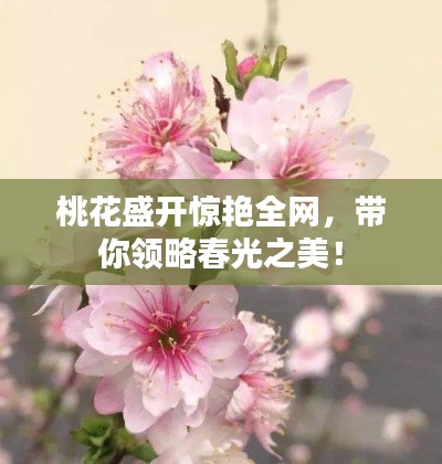 桃花盛開驚艷全網(wǎng)，帶你領(lǐng)略春光之美！