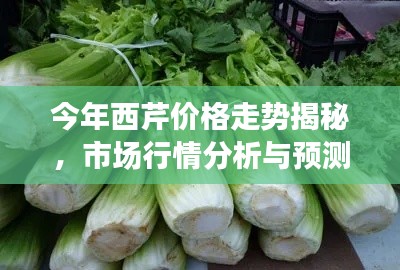 今年西芹價格走勢揭秘，市場行情分析與預(yù)測