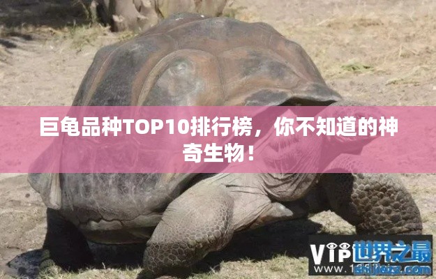 巨龜品種TOP10排行榜，你不知道的神奇生物！