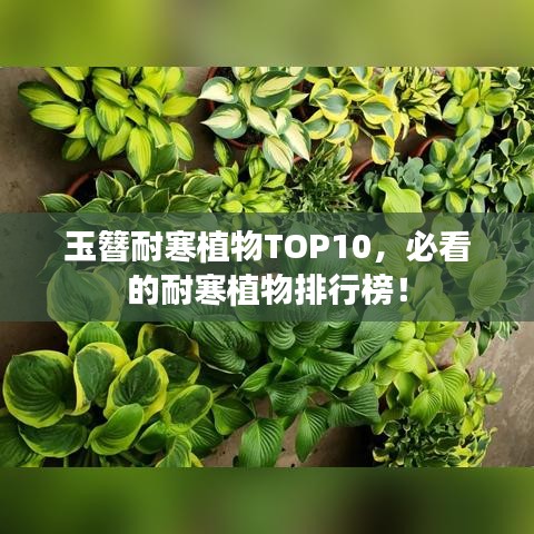 玉簪耐寒植物TOP10，必看的耐寒植物排行榜！