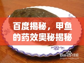 百度揭秘，甲魚的藥效奧秘揭秘！