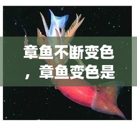 章魚不斷變色，章魚變色是主動(dòng)變異嗎 