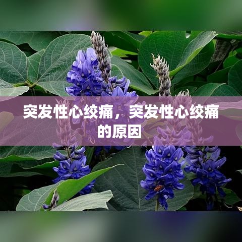 突發(fā)性心絞痛，突發(fā)性心絞痛的原因 