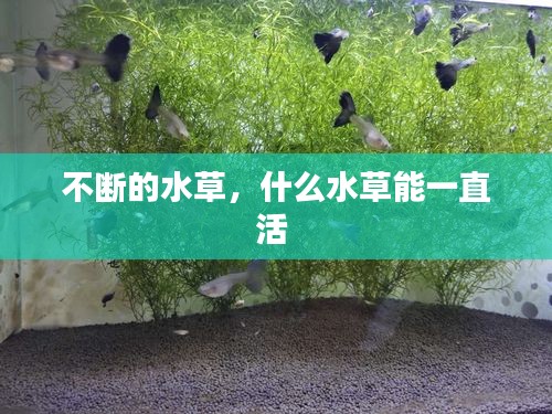 不斷的水草，什么水草能一直活 